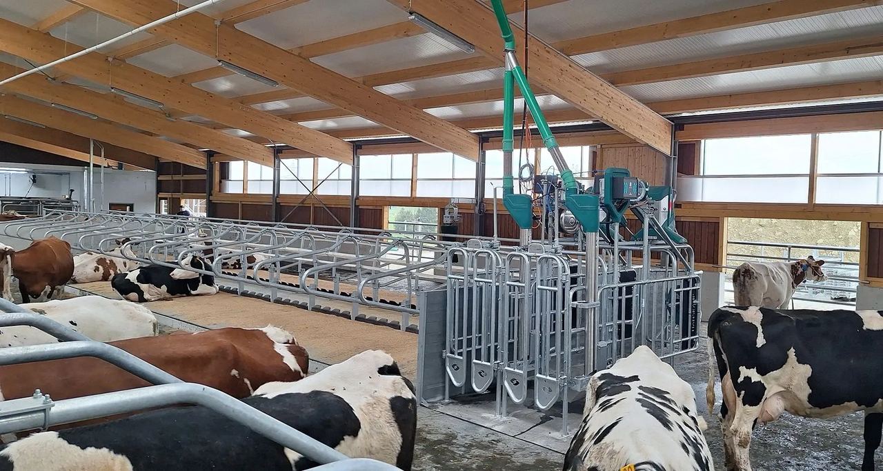Milchkühe in den Liegeboxen des Laufstalls in Hellbühl